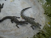 697  baby crocs.JPG